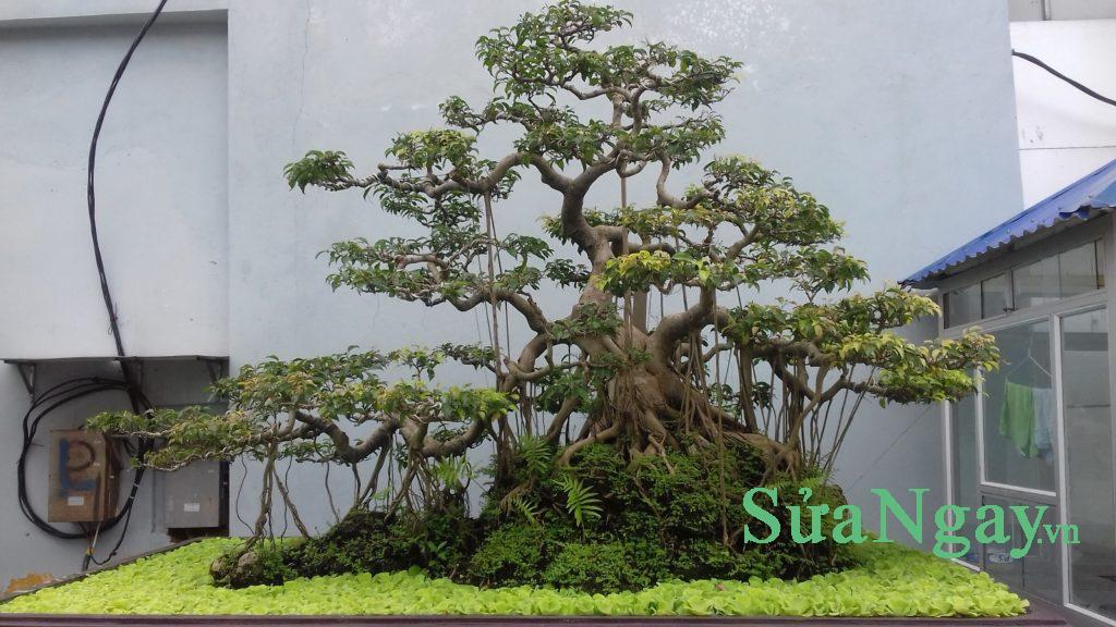 sửa cây cảnh cây thế hà nội