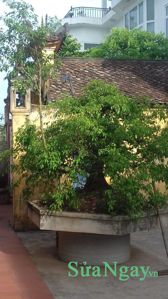 sửa cây cảnh cây thế hà nội