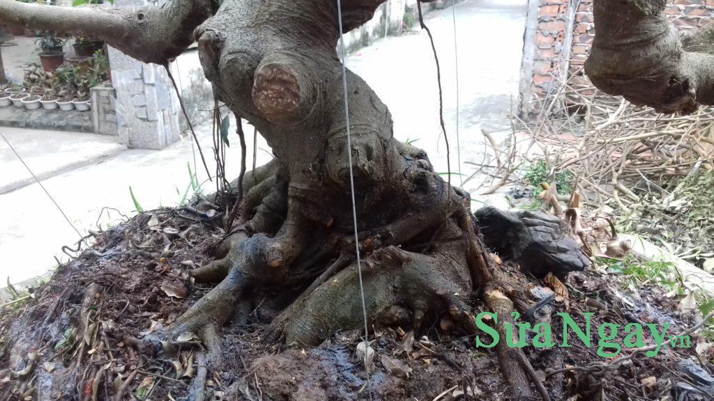 sửa cây cảnh cây thế hà nội