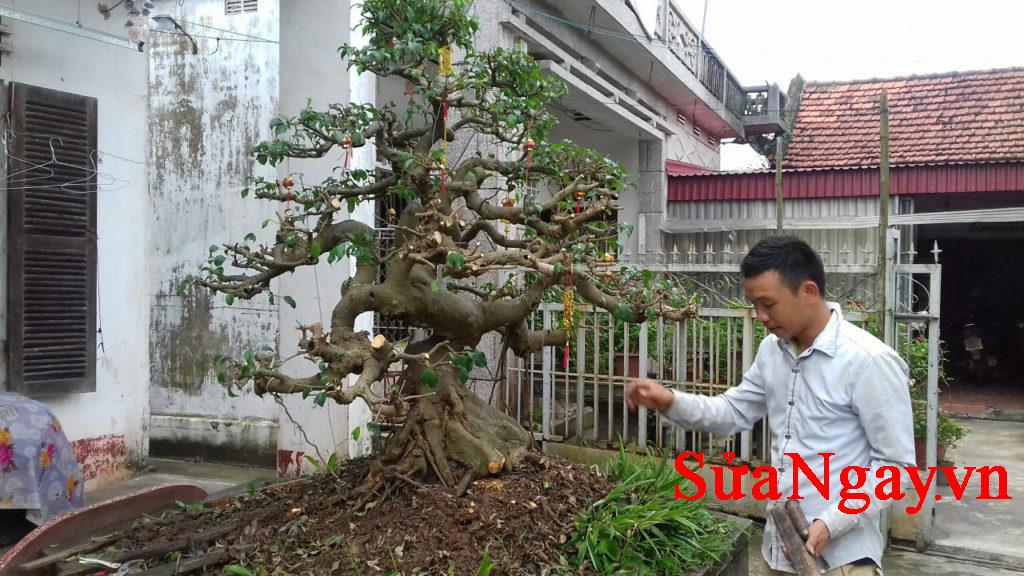 sửa cây cảnh cây thế hà nội