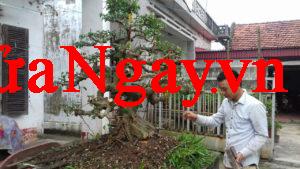 sửa cây cảnh cây thế hà nội